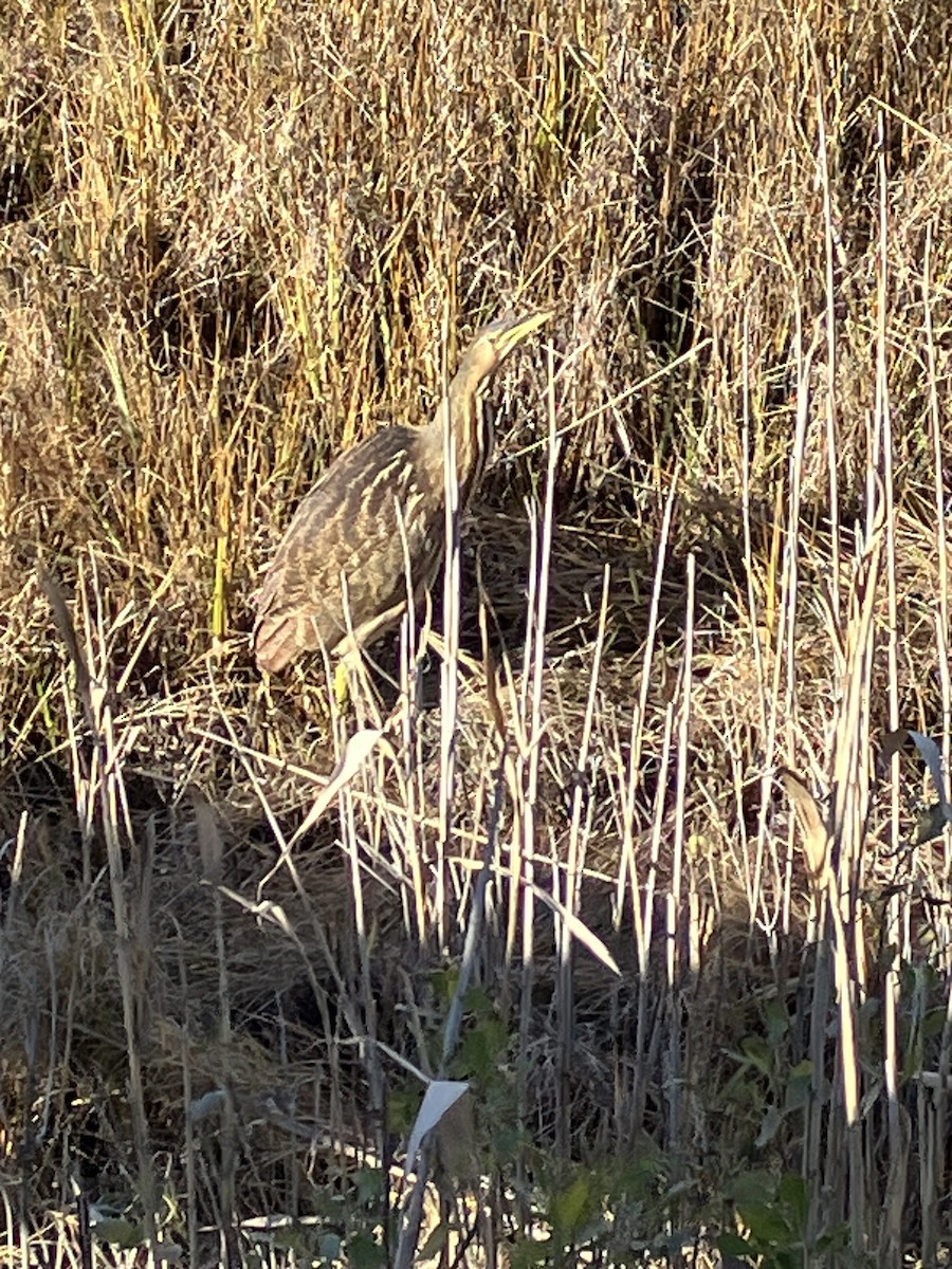 American Bittern - ML645795307