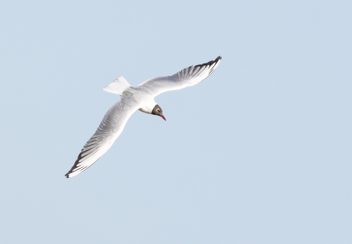 Black-headed Gull - ML645795314