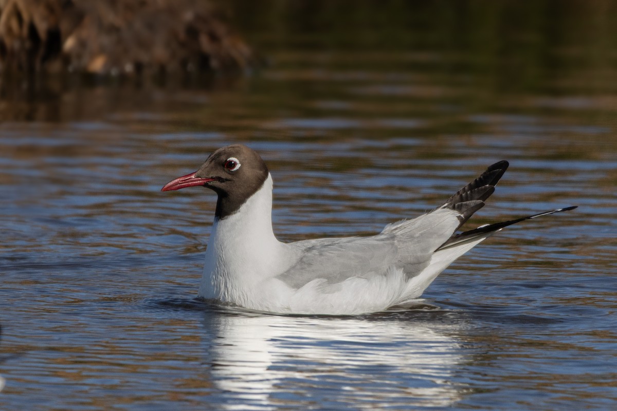 Black-headed Gull - ML645795315