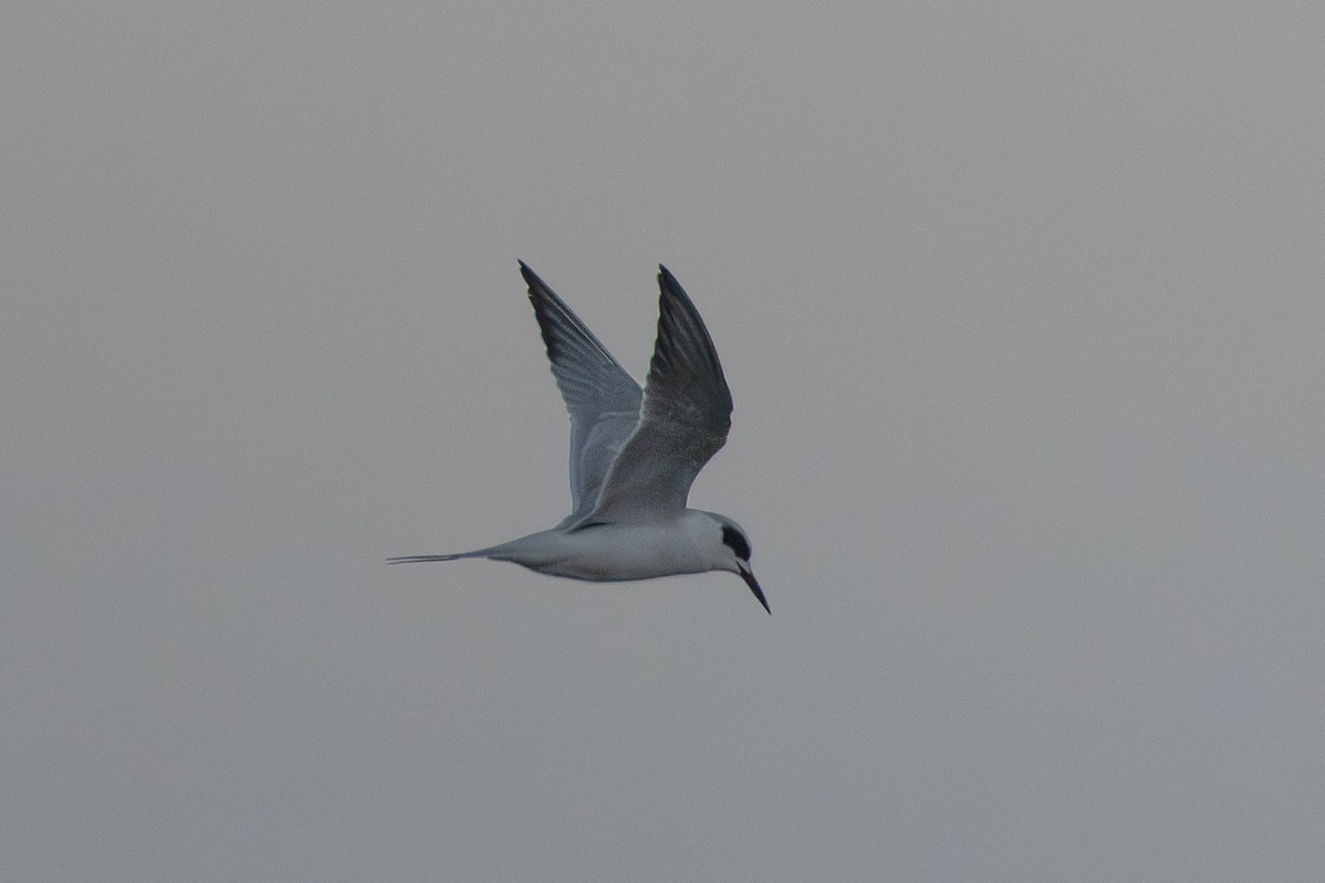 Forster's Tern - ML645795322