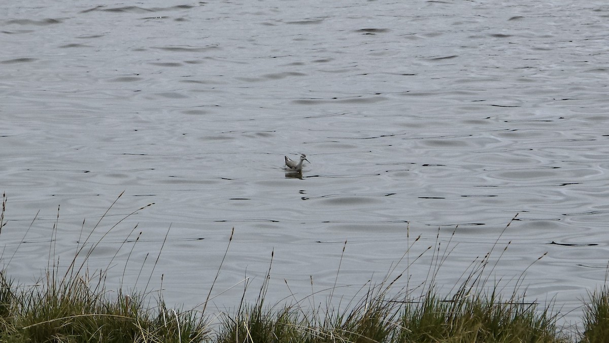 Wilsonwassertreter - ML645795334