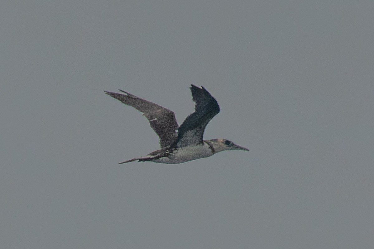 Northern Gannet - ML645795335