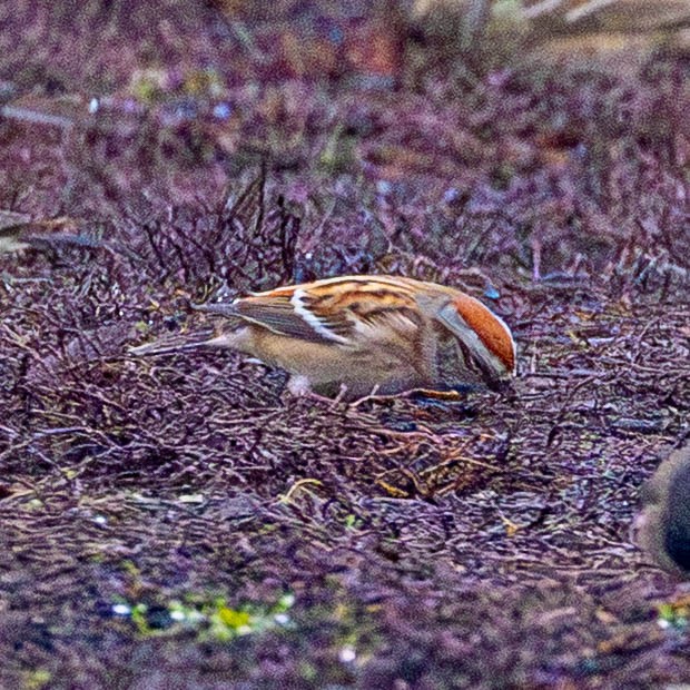 American Tree Sparrow - ML645795337