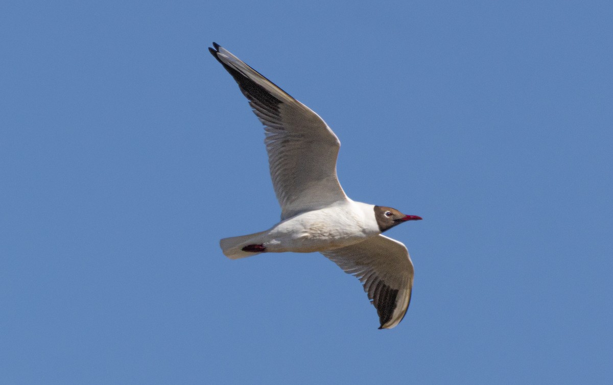 Black-headed Gull - ML645795339