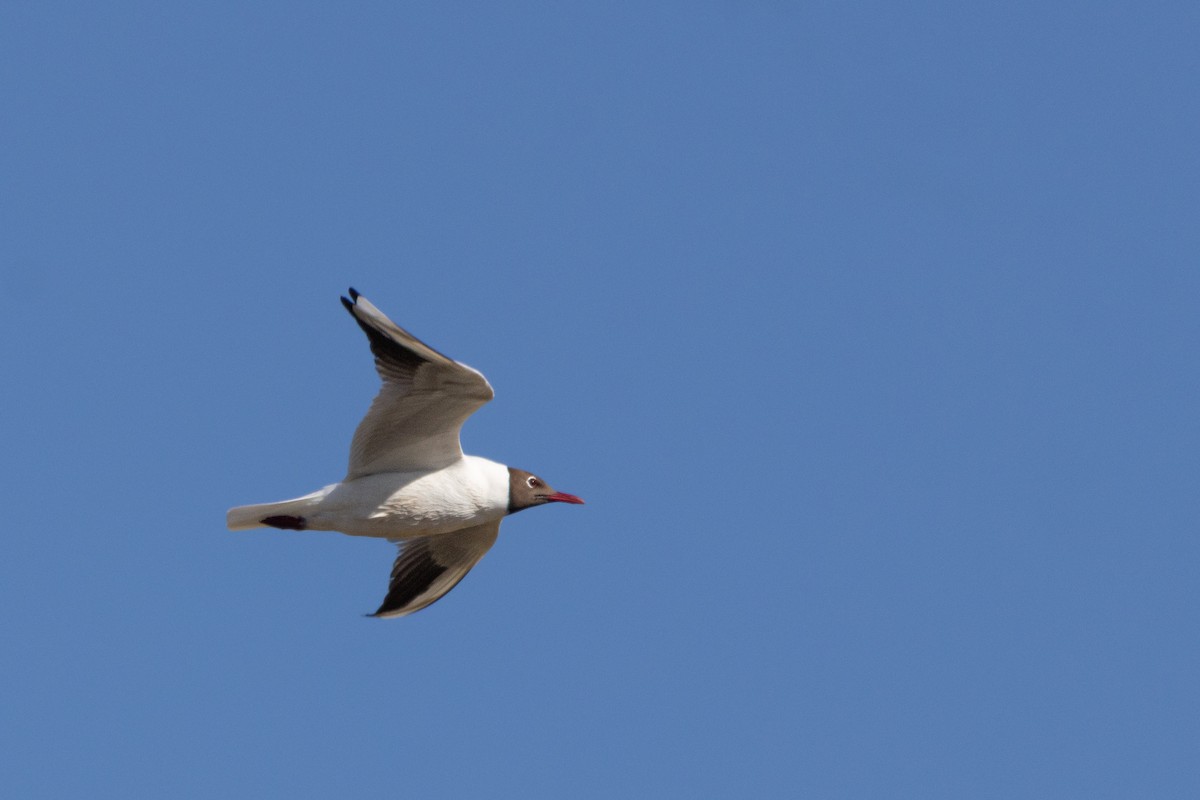 Black-headed Gull - ML645795340