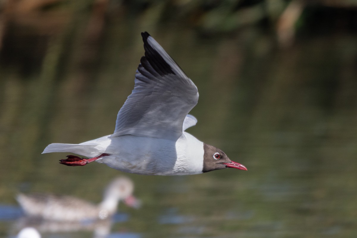 Black-headed Gull - ML645795342