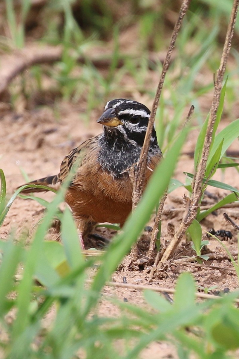 Cinnamon-breasted Bunting - ML645795344