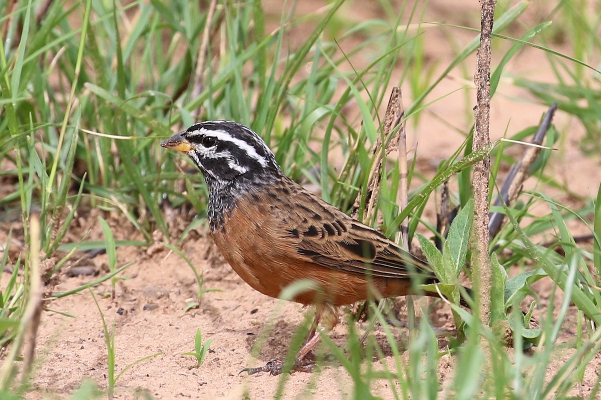 Cinnamon-breasted Bunting - ML645795345