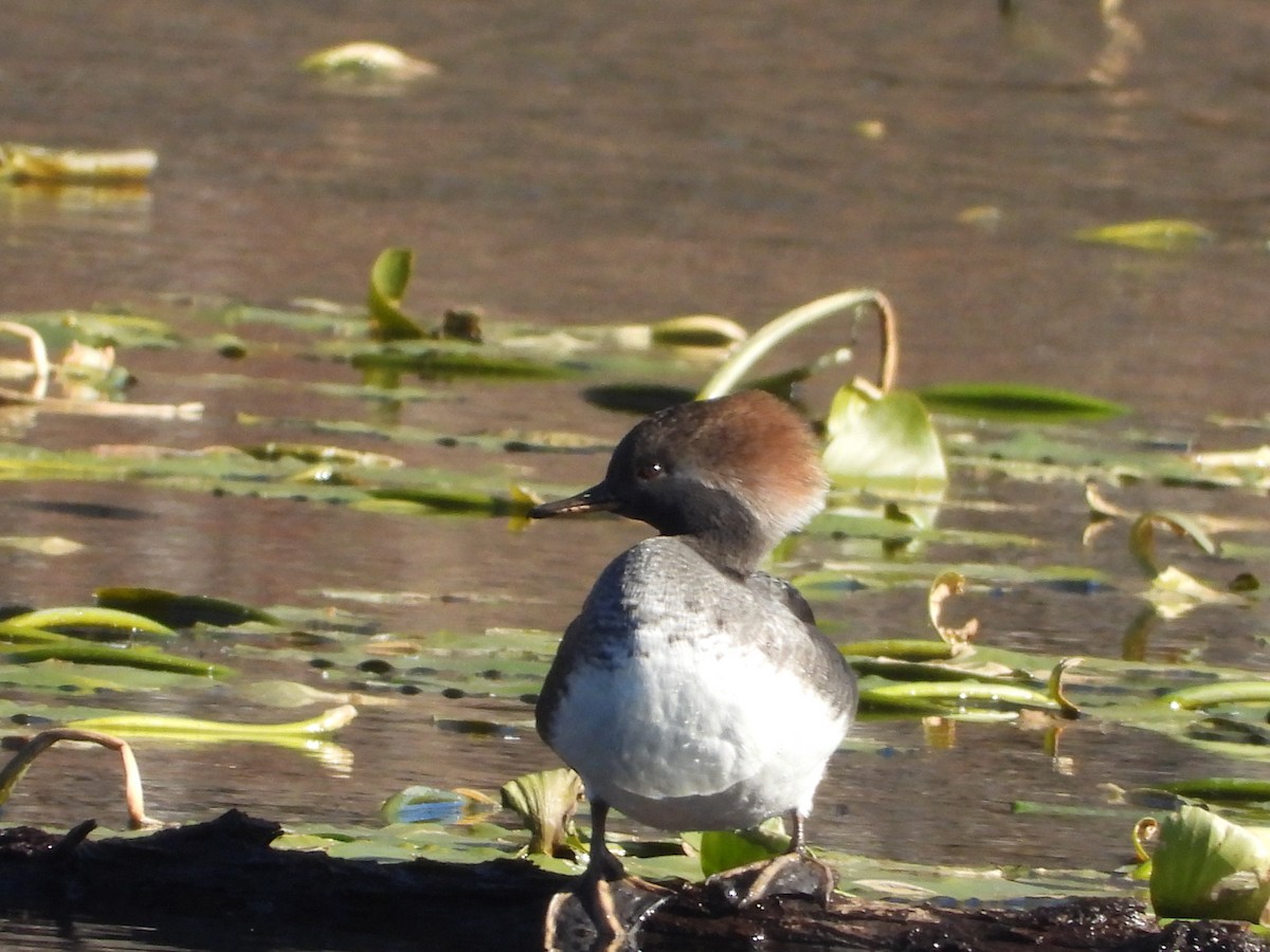 Hooded Merganser - ML645795346
