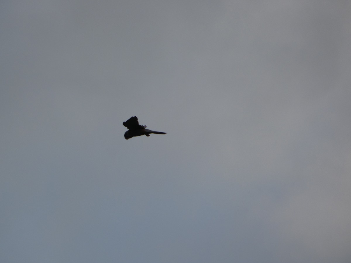 紅隼 - ML645795350