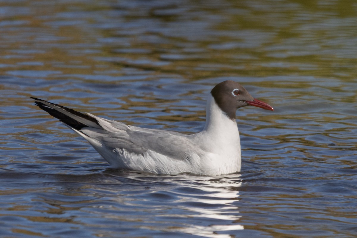 Black-headed Gull - ML645795357