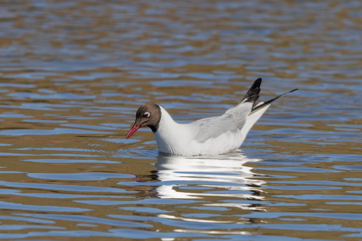 Black-headed Gull - ML645795359