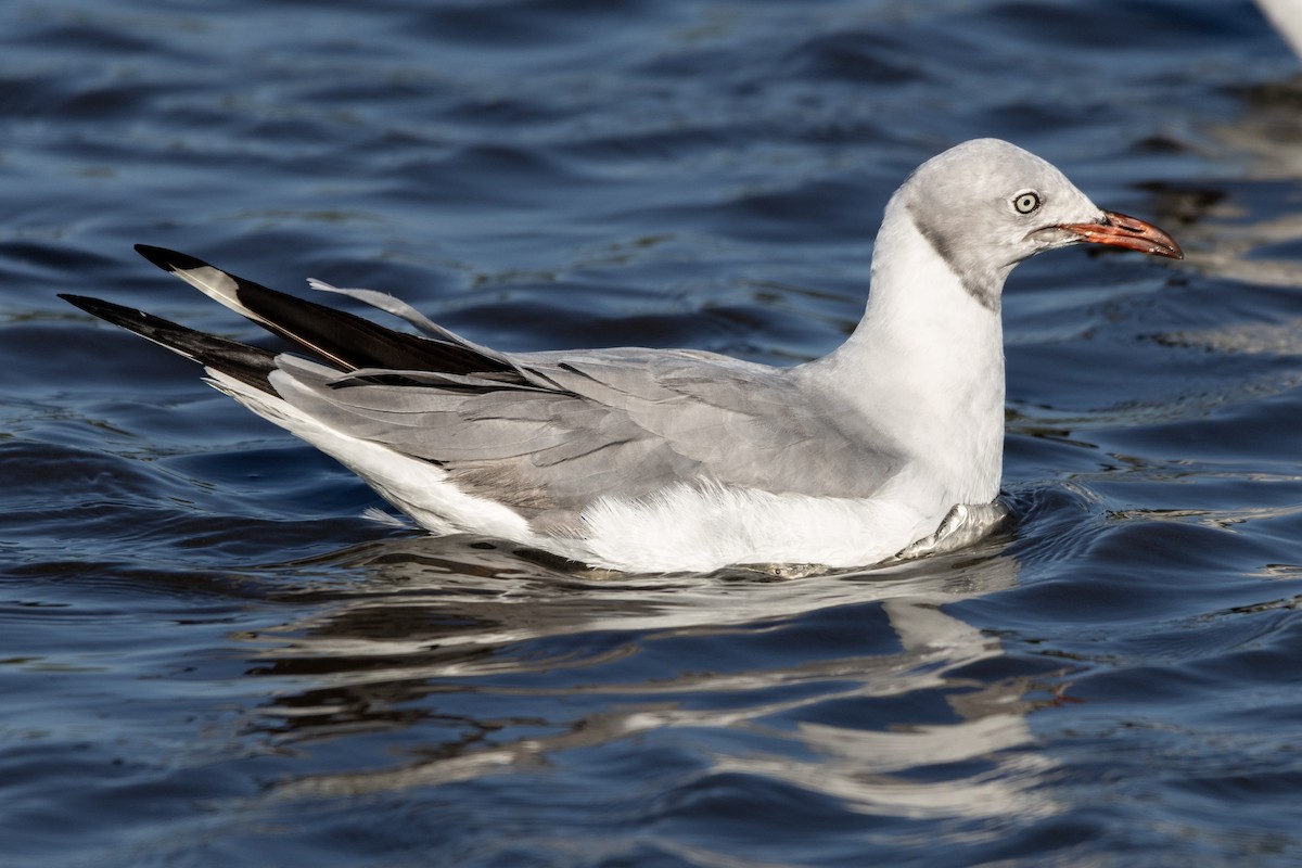 Gray-hooded Gull - ML645795382