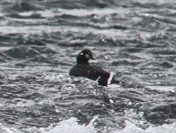 Harlequin Duck - ML645795388