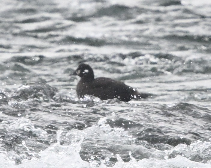 Harlequin Duck - ML645795389