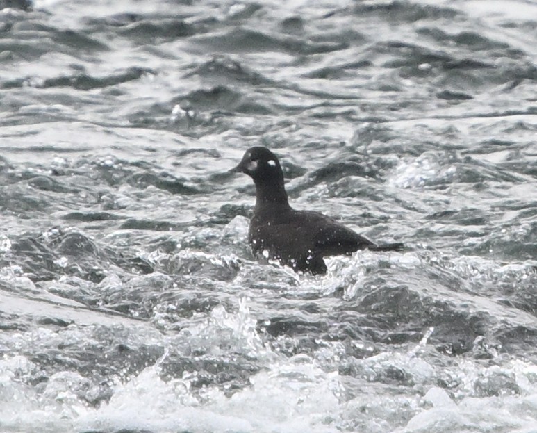 Harlequin Duck - ML645795390