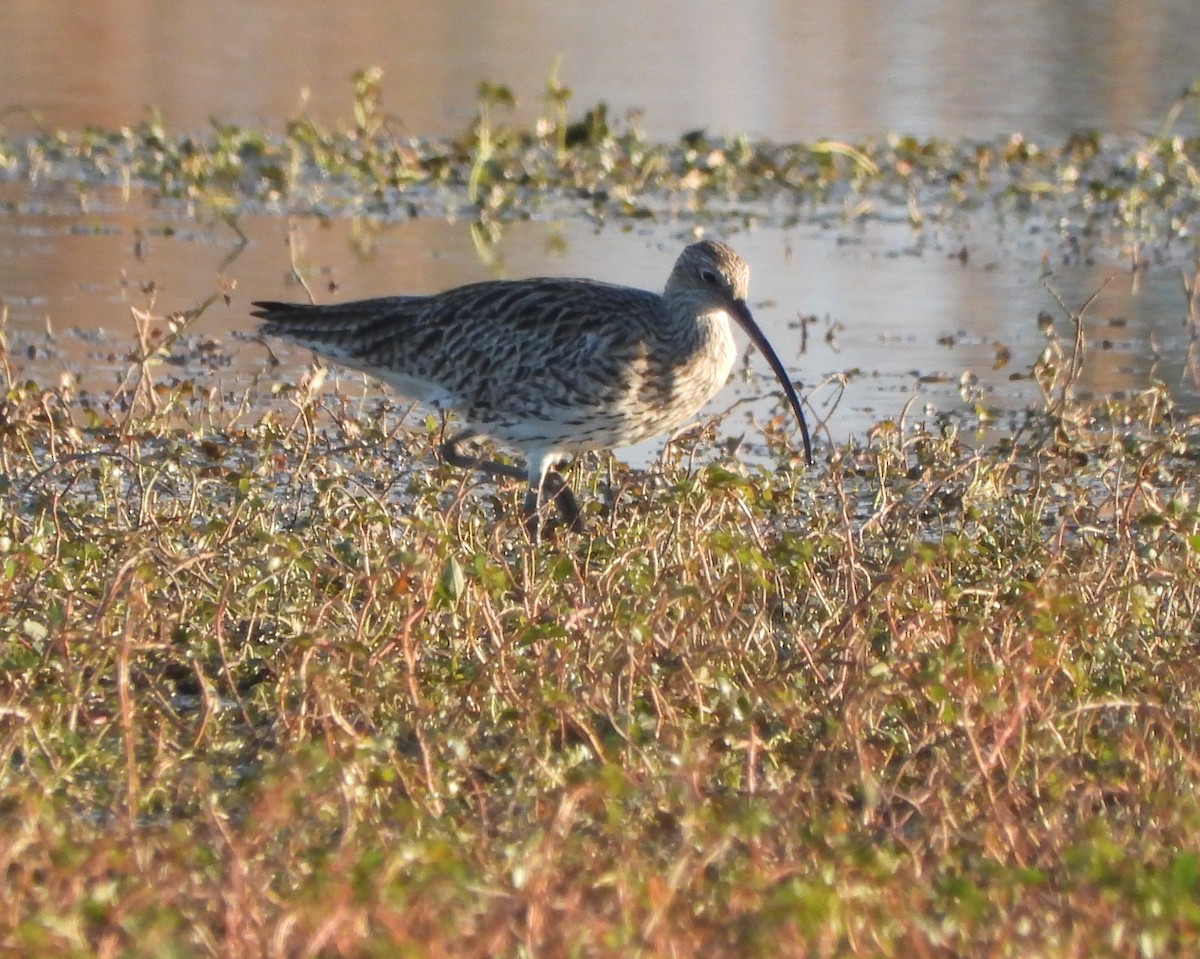 Eurasian Curlew - ML645795392