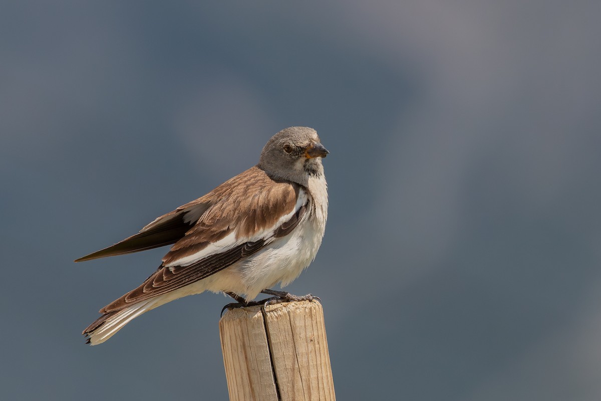 White-winged Snowfinch - ML645795393