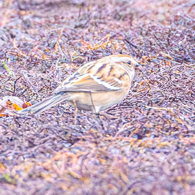 American Tree Sparrow - ML645795396