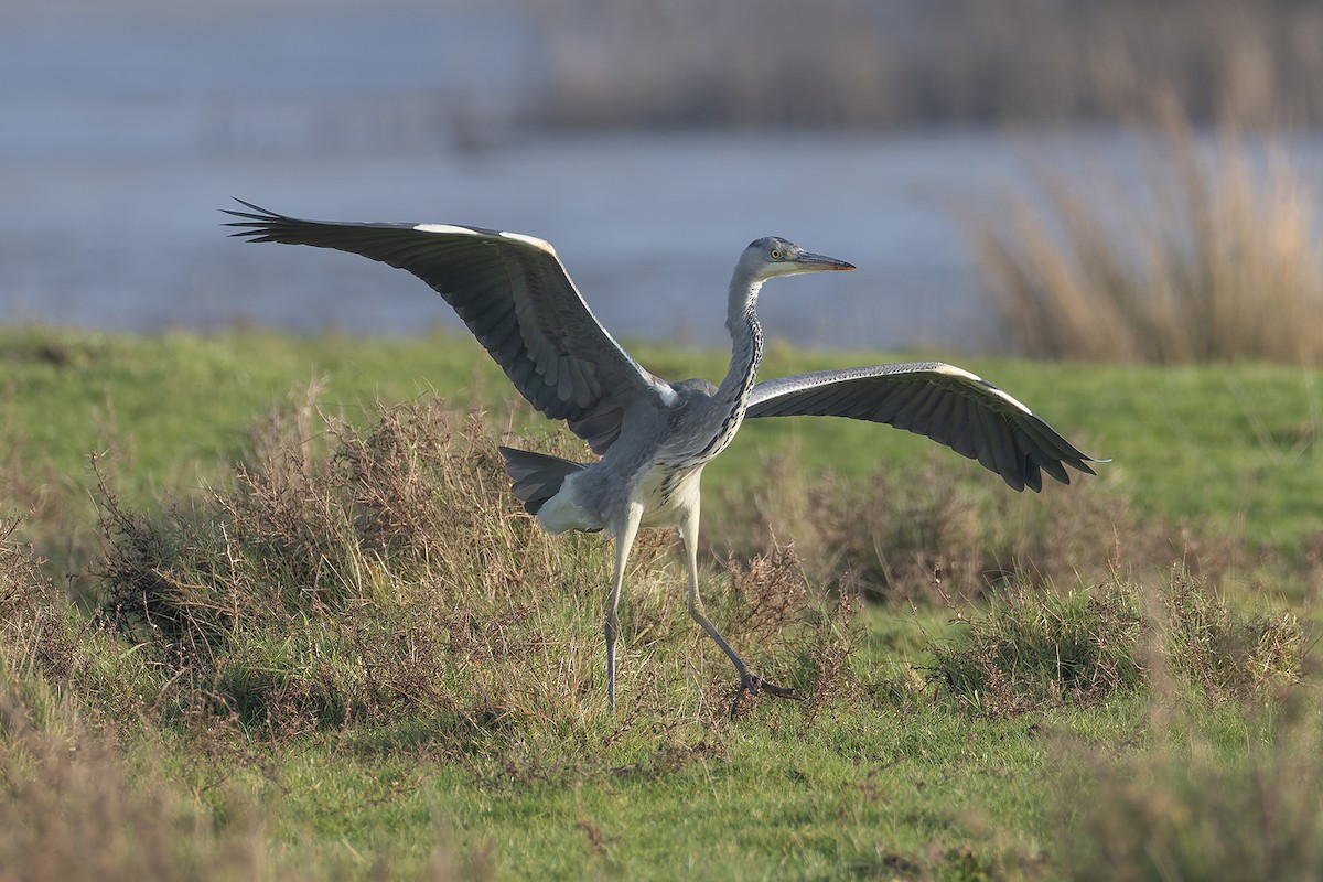 Gray Heron - ML645795402