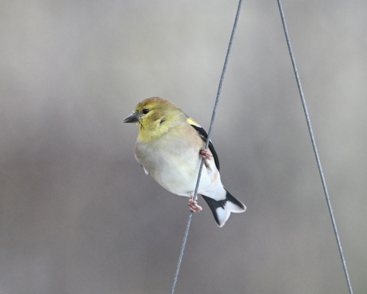 American Goldfinch - ML645795437