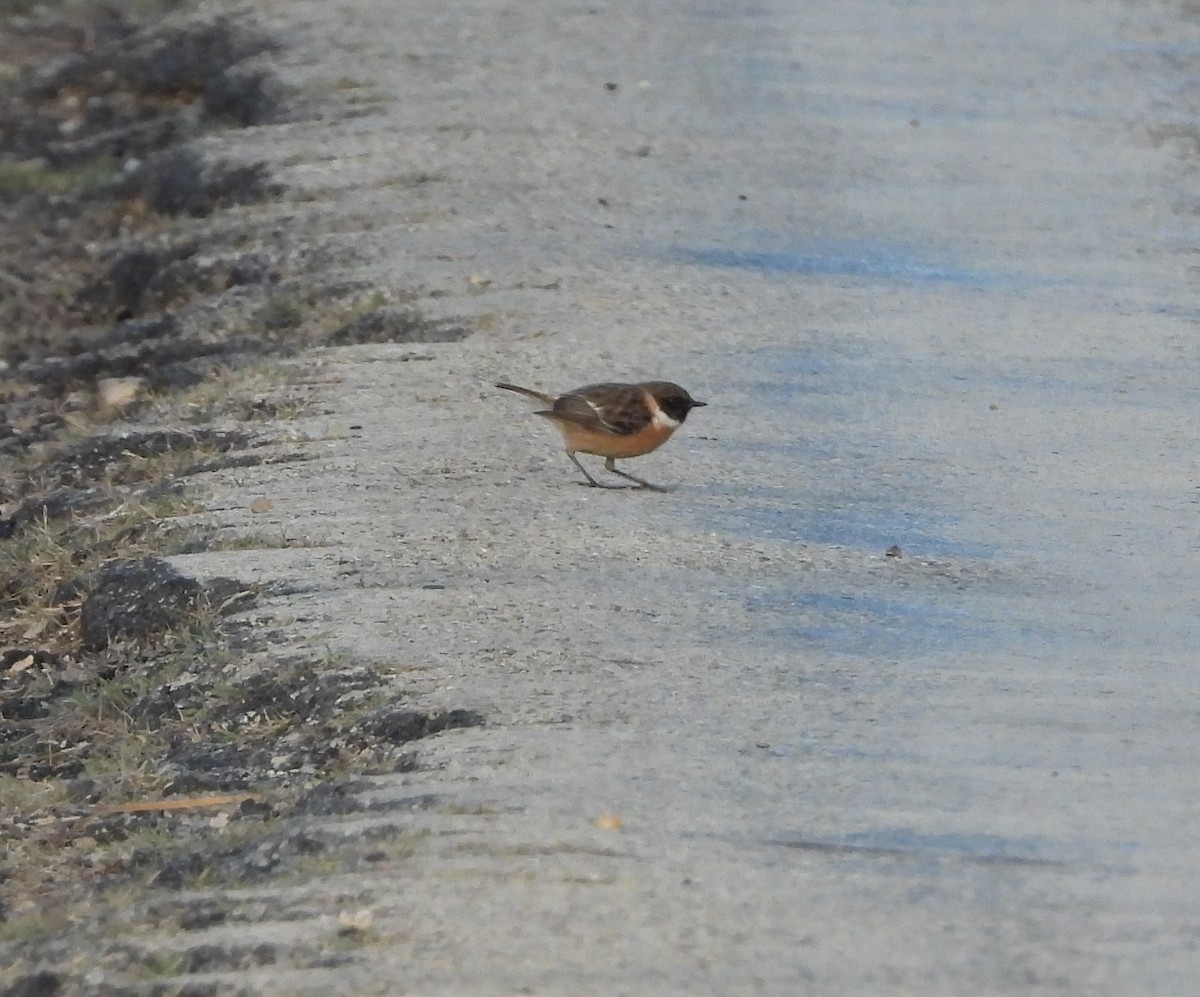 European Stonechat - ML645795450