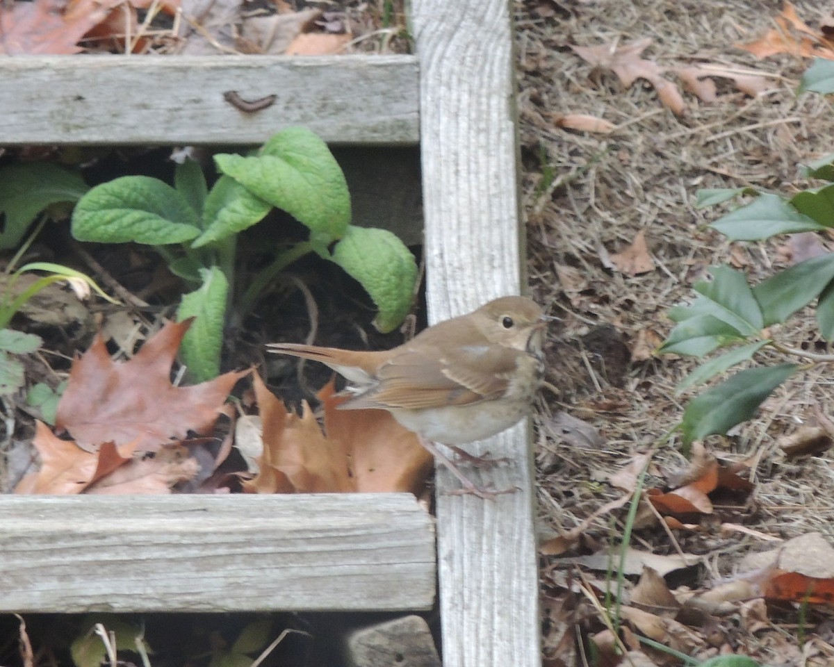 Hermit Thrush - ML645795476