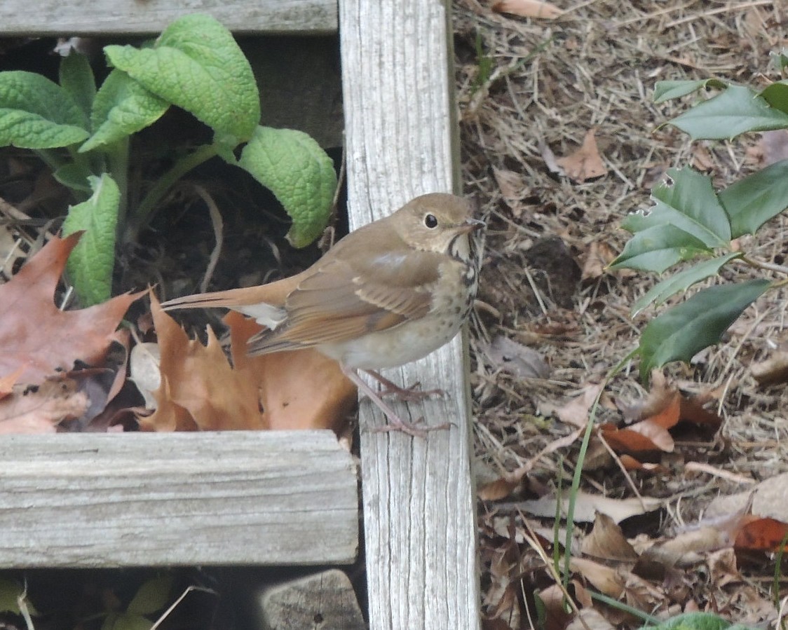 Hermit Thrush - ML645795477