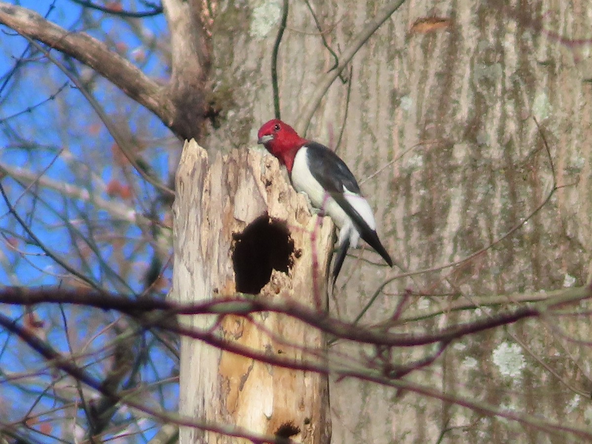 Red-headed Woodpecker - ML645795480