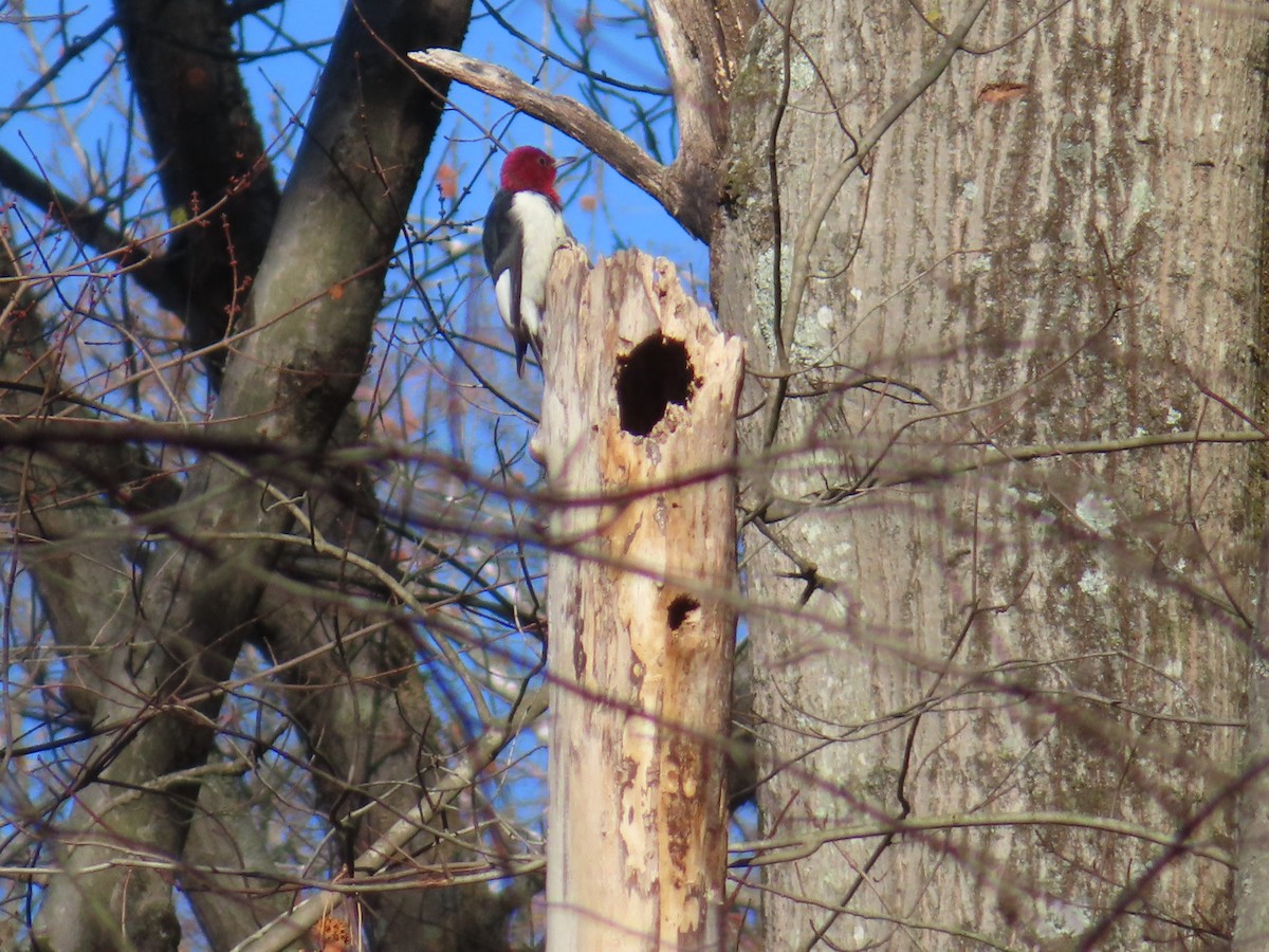 Red-headed Woodpecker - ML645795481