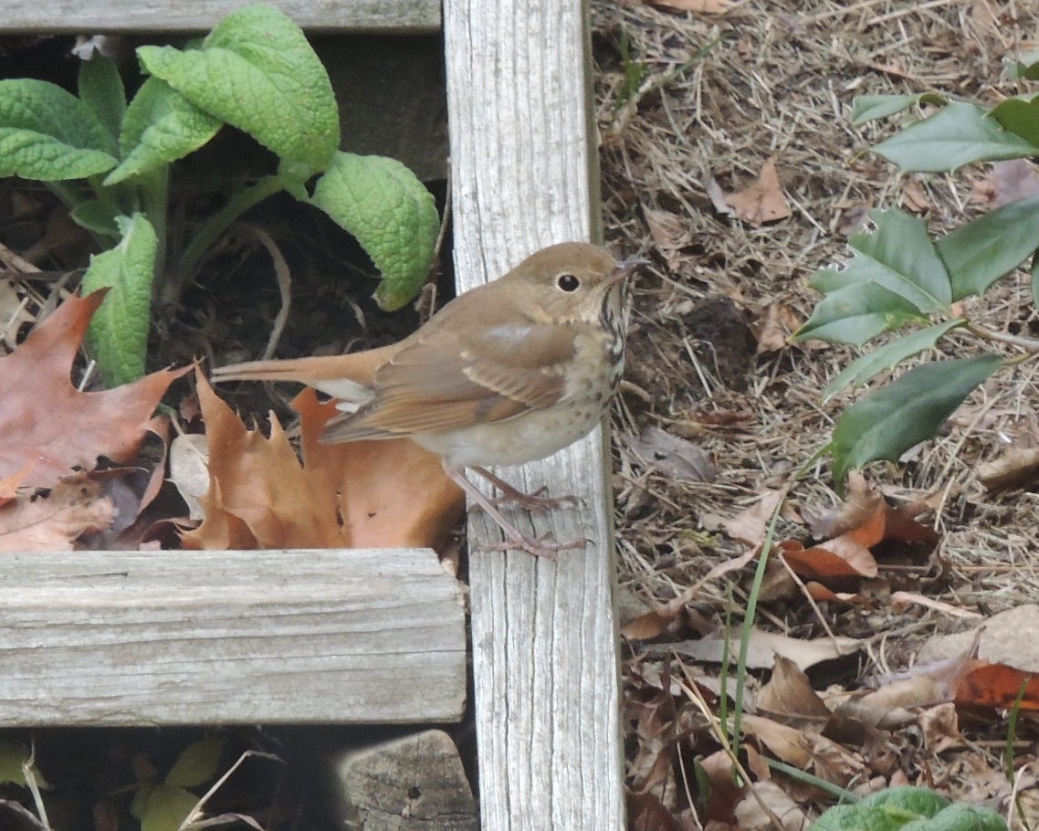 Hermit Thrush - ML645795505