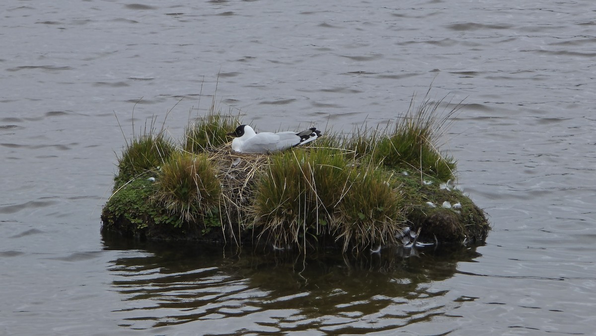 Mouette des Andes - ML645795508