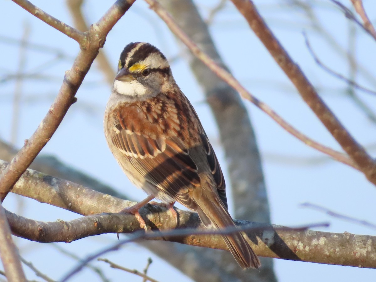 White-throated Sparrow - ML645795513
