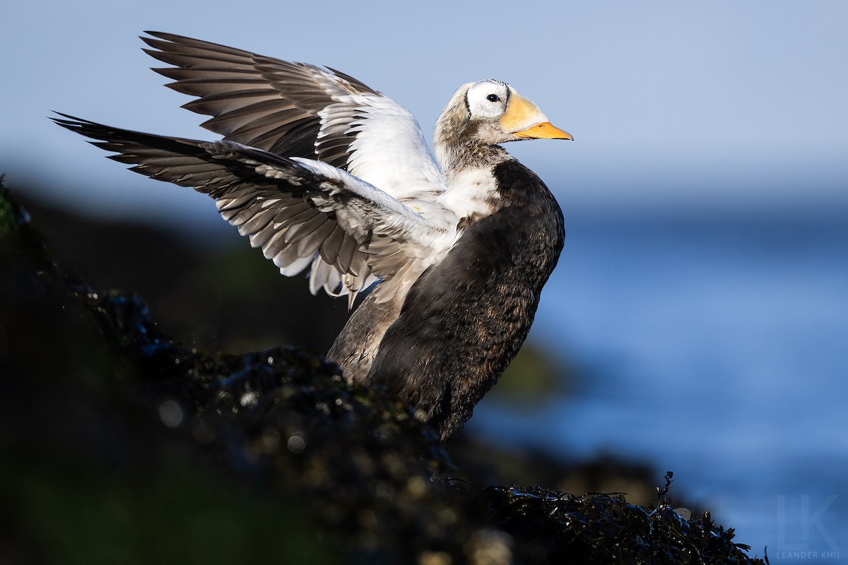Spectacled Eider - ML645795535