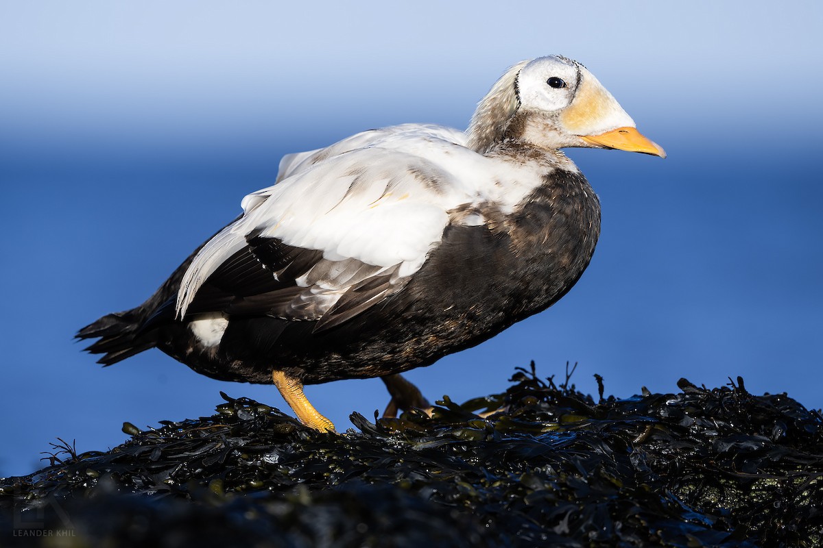 Spectacled Eider - ML645795536
