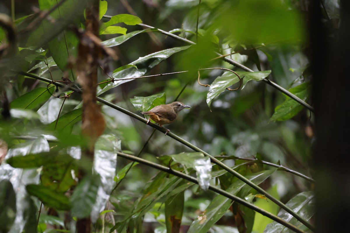 Rotschwanz-Mausdrossling - ML645795549