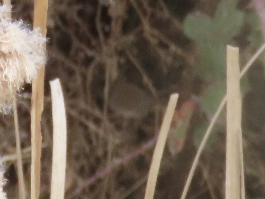 Northern House Wren - ML645795553