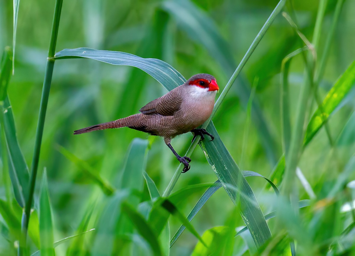 Common Waxbill - ML645795554