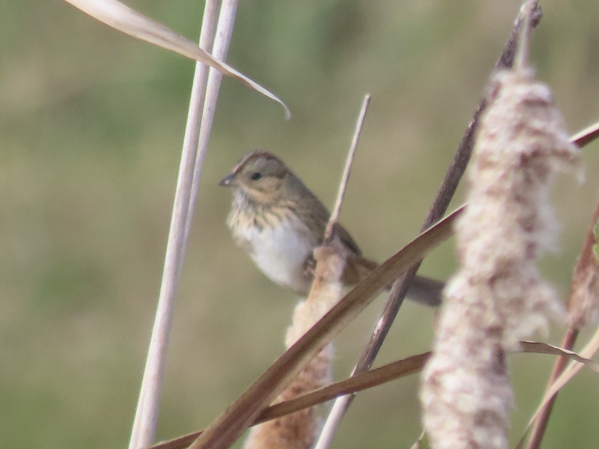 strnadec pruhohlavý - ML645795559