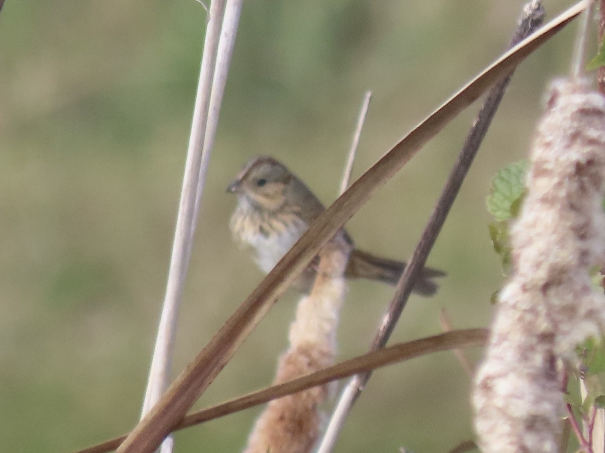 strnadec pruhohlavý - ML645795580