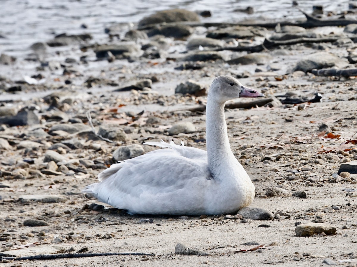 Tundra Swan - ML645795591