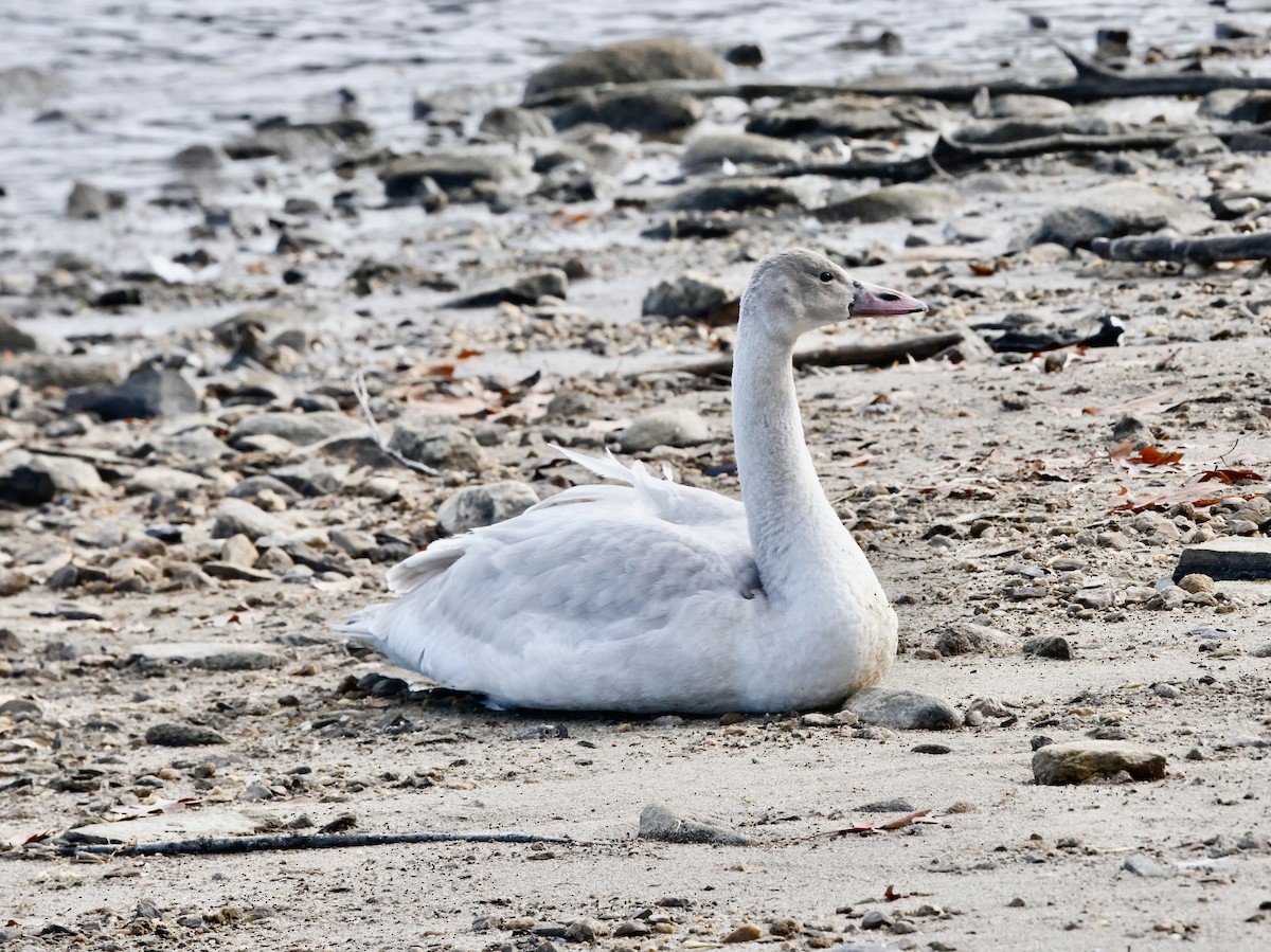 Tundra Swan - ML645795592