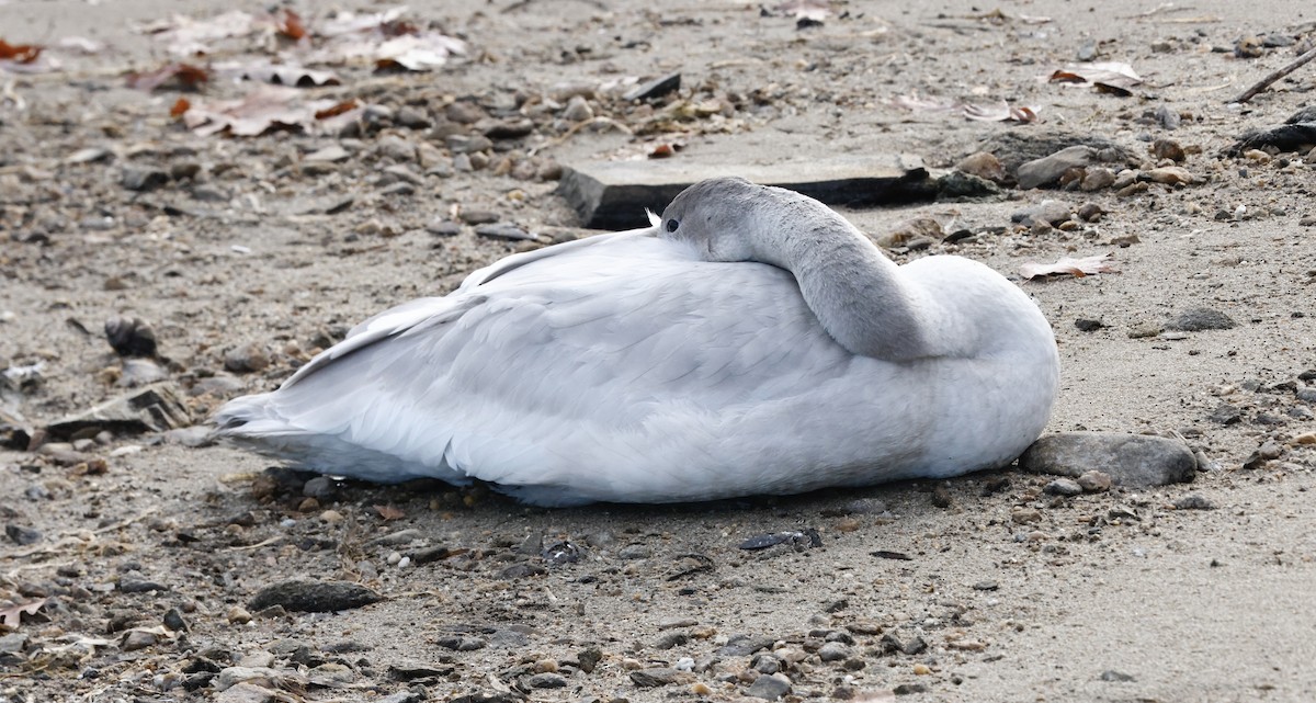 Tundra Swan - ML645795593