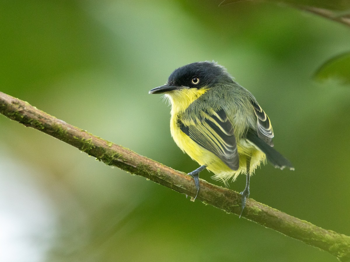 Common Tody-Flycatcher - ML645795621