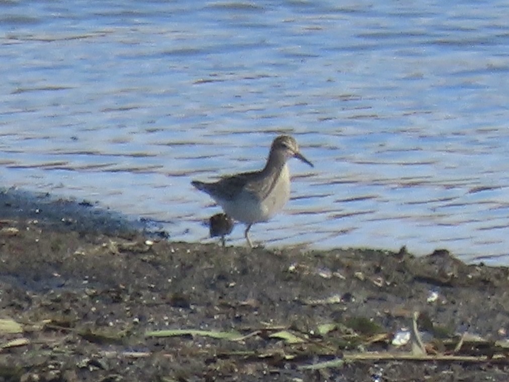 Дутыш - ML645795638