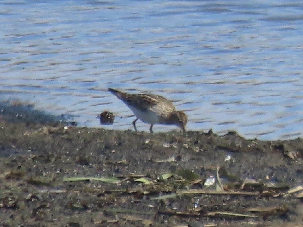 Дутыш - ML645795641