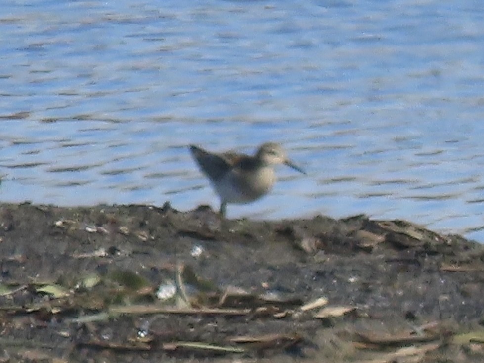 Дутыш - ML645795642