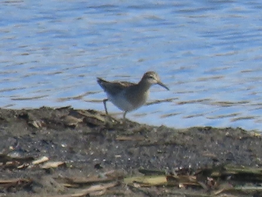 Дутыш - ML645795645