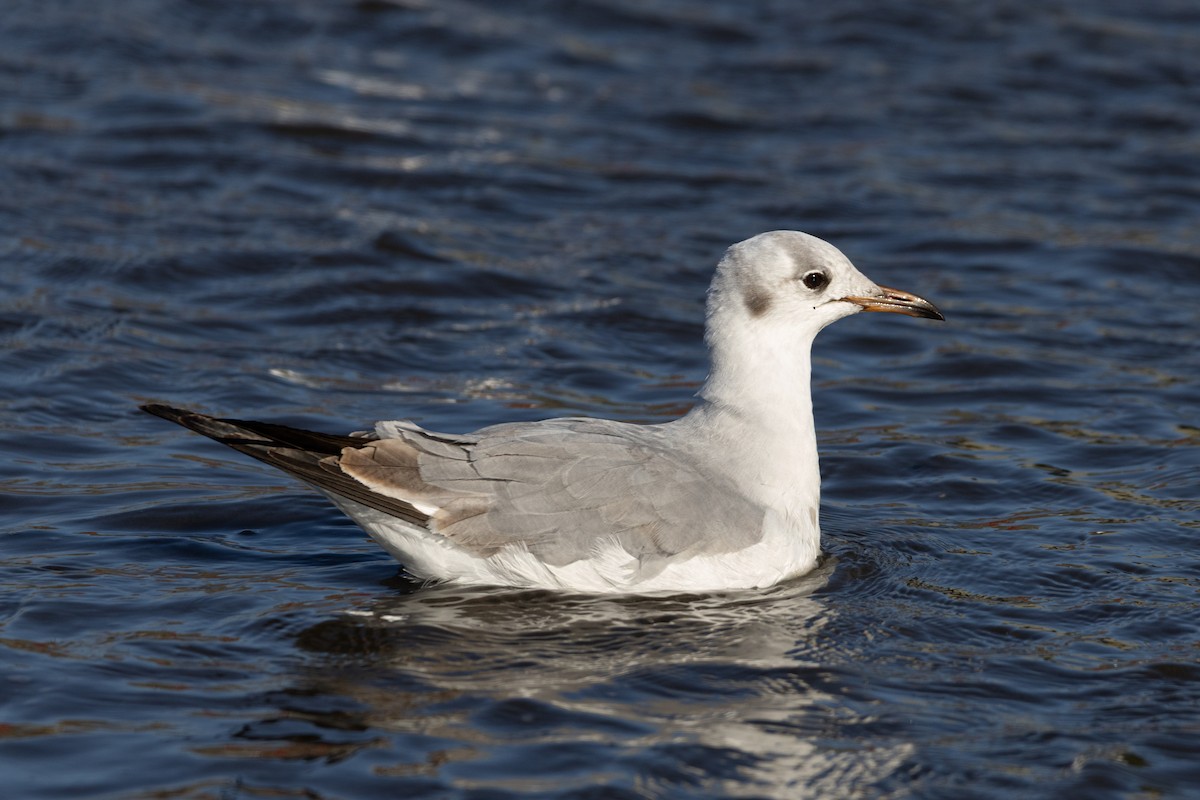 Gray-hooded Gull - ML645795660