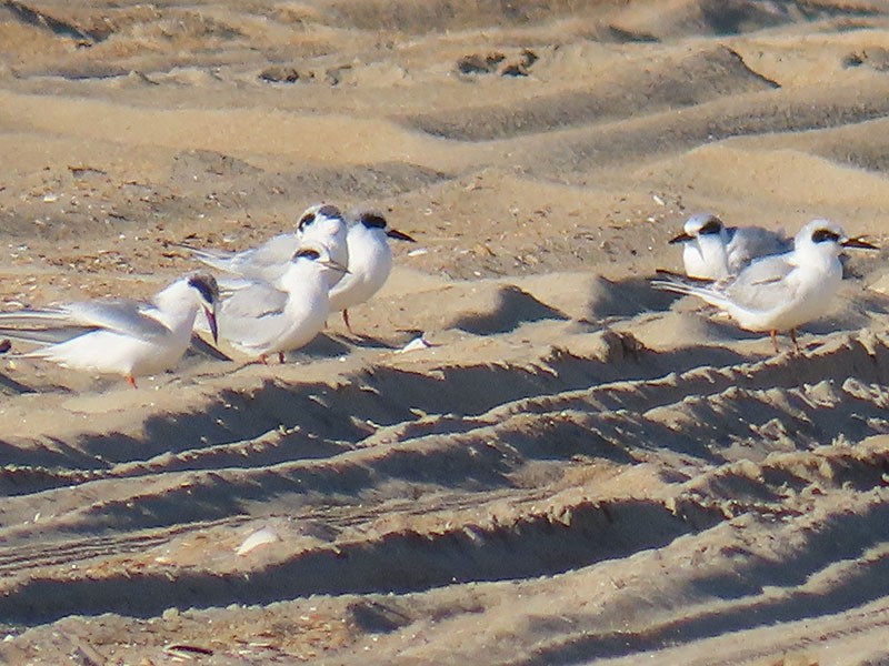 Forster's Tern - ML645795672